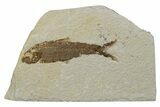 Fossil Fish (Knightia) - Green River Formation #237247-1